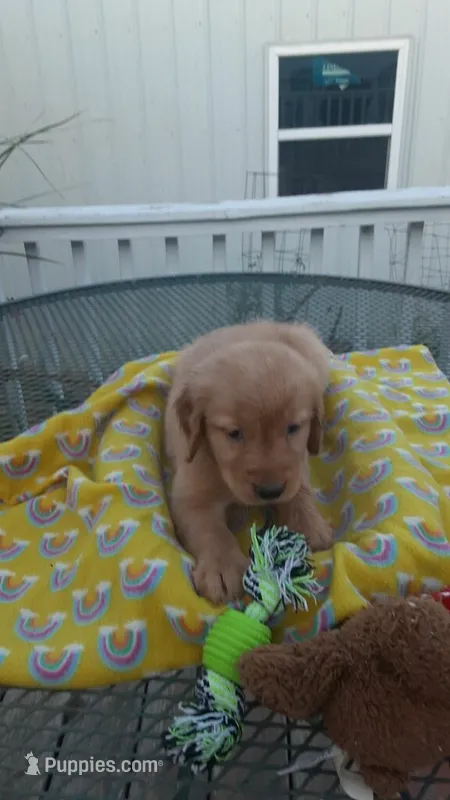 Yellow green collar – Golden Retriever puppy for sale in Centerview, MO