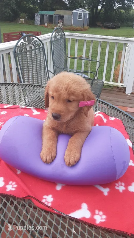 Pink collar – Golden Retriever puppy for sale in Centerview, MO