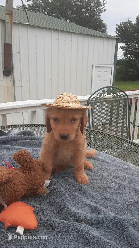 Blue collar – Golden Retriever puppy for sale in Centerview, MO