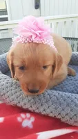 Pink collar, a female Golden Retriever for sale in Centerview, MO – 2 of 3
