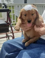 White collar, a female Golden Retriever for sale in Centerview, MO – Photo 2 of 3