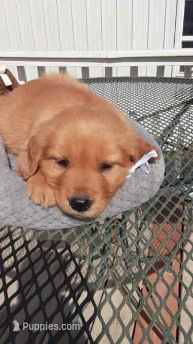 White collar – Golden Retriever puppy for sale in Centerview, MO