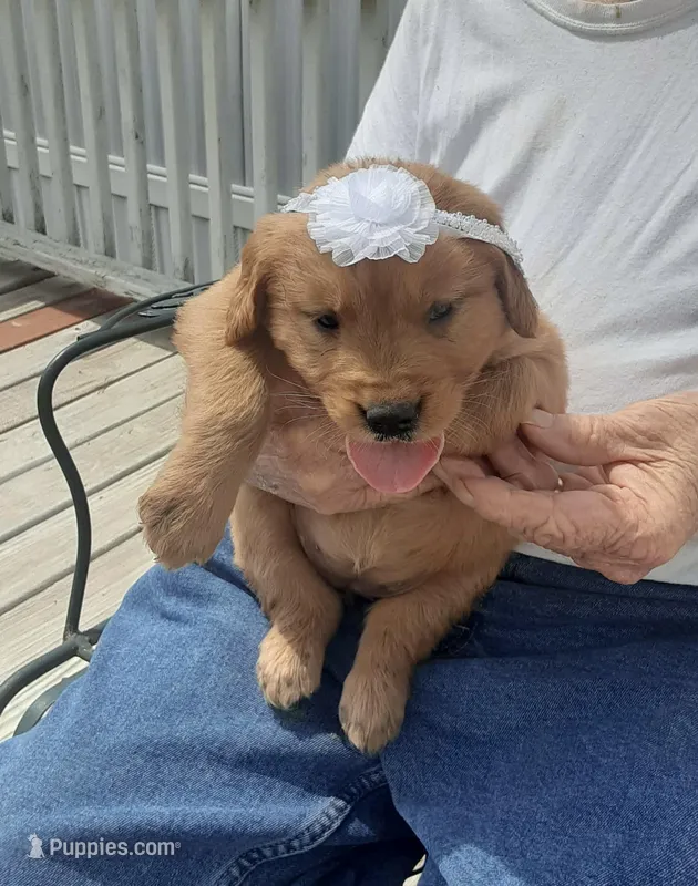 White collar – Golden Retriever puppy for sale in Centerview, MO