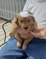 White collar, a female Golden Retriever for sale in Centerview, MO – Photo 1 of 3