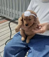 White collar, a female Golden Retriever for sale in Centerview, MO – Photo 3 of 3