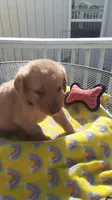 Black collar, a male Golden Retriever for sale in Centerview, MO – 4 of 4