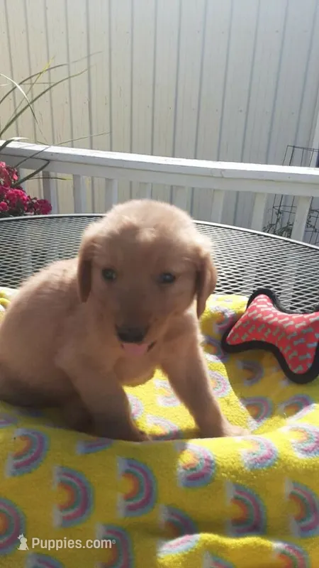 Black collar – Golden Retriever puppy for sale in Centerview, MO