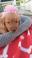 Pink collar, a female Golden Retriever for sale in Centerview, MO – 3 of 3