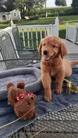 Yellow collar , a female Golden Retriever for sale in Centerview, MO – 1 of 4