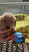 Blue collar, a male Golden Retriever for sale in Centerview, MO – 2 of 4