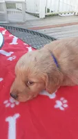 Blue collar, a male Golden Retriever for sale in Centerview, MO – 4 of 4