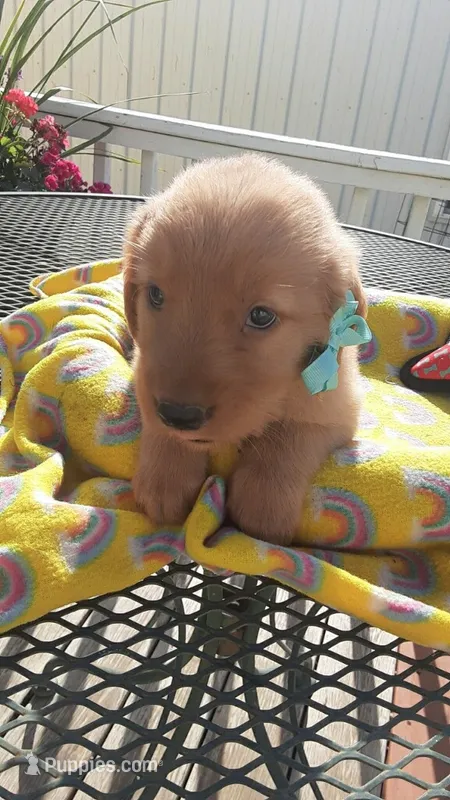 Turquoise collar – Golden Retriever puppy for sale in Centerview, MO