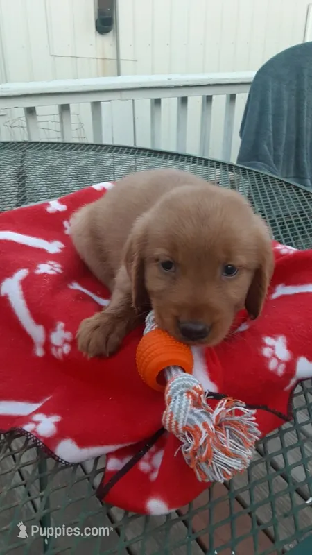 Pink collar – Golden Retriever puppy for sale in Centerview, MO