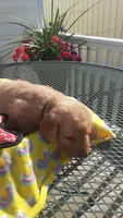 Black collar, a male Golden Retriever for sale in Centerview, MO – 2 of 4