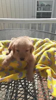 Yellow green collar, a female Golden Retriever for sale in Centerview, MO – 3 of 3