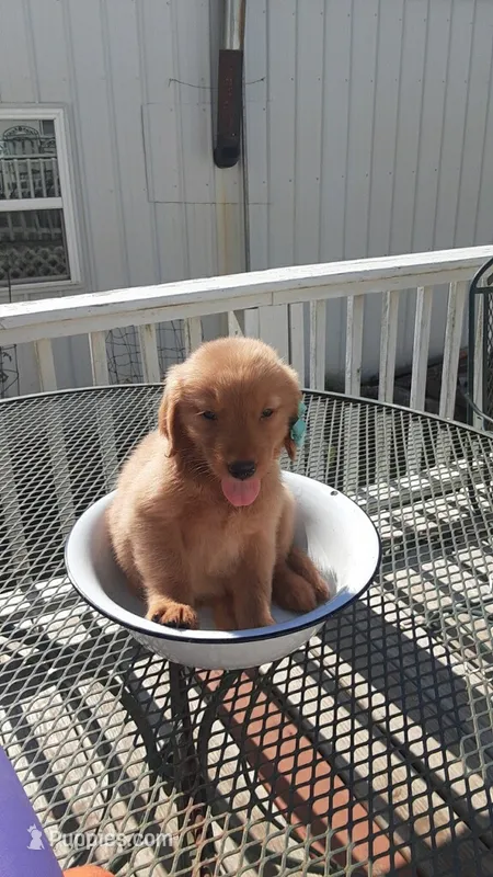 Turquoise collar – Golden Retriever puppy for sale in Centerview, MO