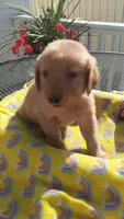 Black collar, a male Golden Retriever for sale in Centerview, MO – 3 of 4