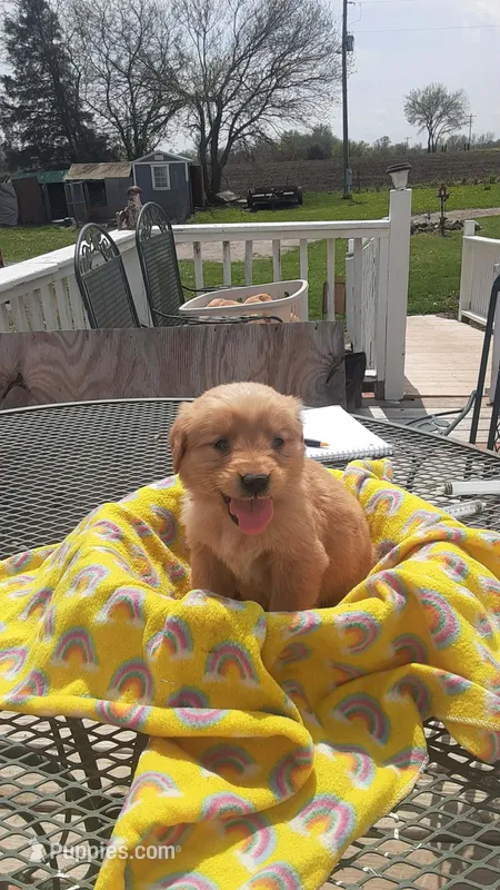 Yellow collar – Golden Retriever puppy for sale in Centerview, MO