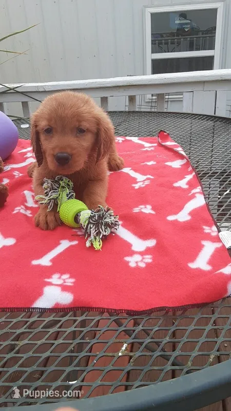 Yellow green collar – Golden Retriever puppy for sale in Centerview, MO