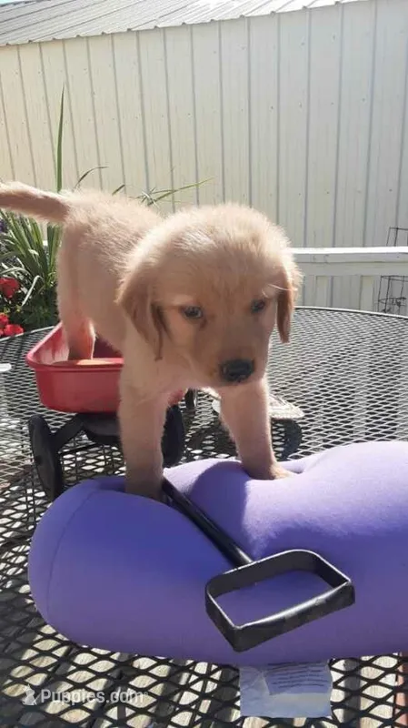 Blue collar – Golden Retriever puppy for sale in Centerview, MO