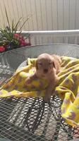 Yellow green collar, a female Golden Retriever for sale in Centerview, MO – 2 of 3