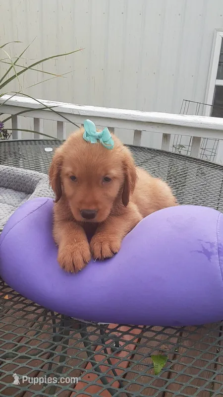 Turquoise collar – Golden Retriever puppy for sale in Centerview, MO
