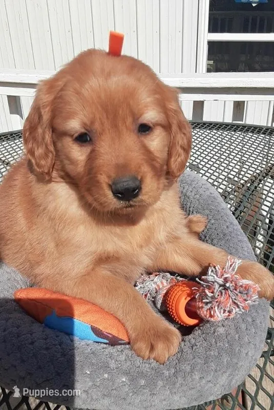 Orange collar – Golden Retriever puppy for sale in Centerview, MO