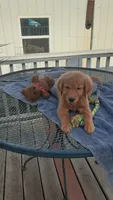 Yellow collar , a female Golden Retriever for sale in Centerview, MO – 2 of 4