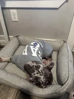 Draco, a male French Bulldog for sale in Houston, TX – Photo 3 of 6