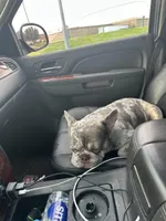 Draco, a male French Bulldog for sale in Houston, TX – Photo 1 of 6