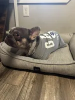 Draco, a male French Bulldog for sale in Houston, TX – Photo 4 of 6