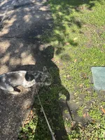 Draco, a male French Bulldog for sale in Houston, TX – Photo 6 of 6