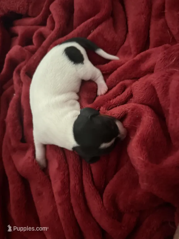 Petunia – Dachshund puppy for sale in Hockley, TX