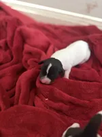 Petunia, a female Dachshund for sale in Hockley, TX – Photo 2 of 3