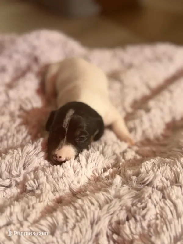 Petunia – Dachshund puppy for sale in Hockley, TX