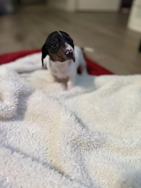 Petunia – Dachshund puppy for sale in Hockley, TX