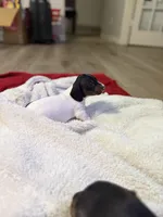 Petunia, a female Dachshund for sale in Hockley, TX – 4 of 4