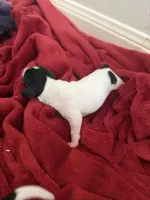 Petunia, a female Dachshund for sale in Hockley, TX – Photo 3 of 3