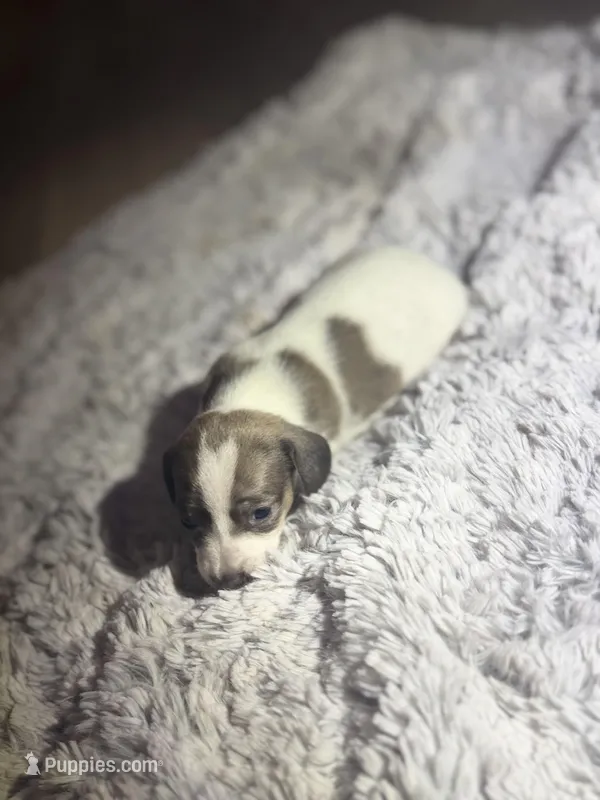 Lola  – Dachshund puppy for sale in Hockley, TX