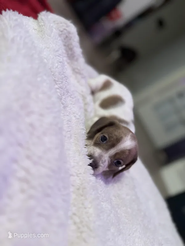 Lola  – Dachshund puppy for sale in Hockley, TX