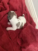 Lola , a female Dachshund for sale in Hockley, TX – Photo 3 of 3