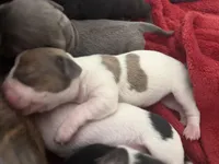 Lola , a female Dachshund for sale in Hockley, TX – Photo 2 of 3