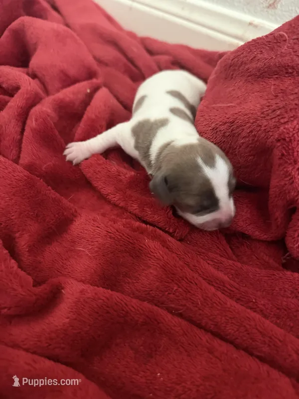 Lola  – Dachshund puppy for sale in Hockley, TX