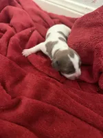 Lola , a female Dachshund for sale in Hockley, TX – Photo 1 of 3