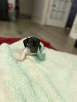 Halo, a female Dachshund for sale in Hockley, TX – 3 of 3