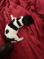 Halo, a female Dachshund for sale in Hockley, TX – Photo 2 of 3