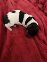 Halo, a female Dachshund for sale in Hockley, TX – Photo 3 of 3