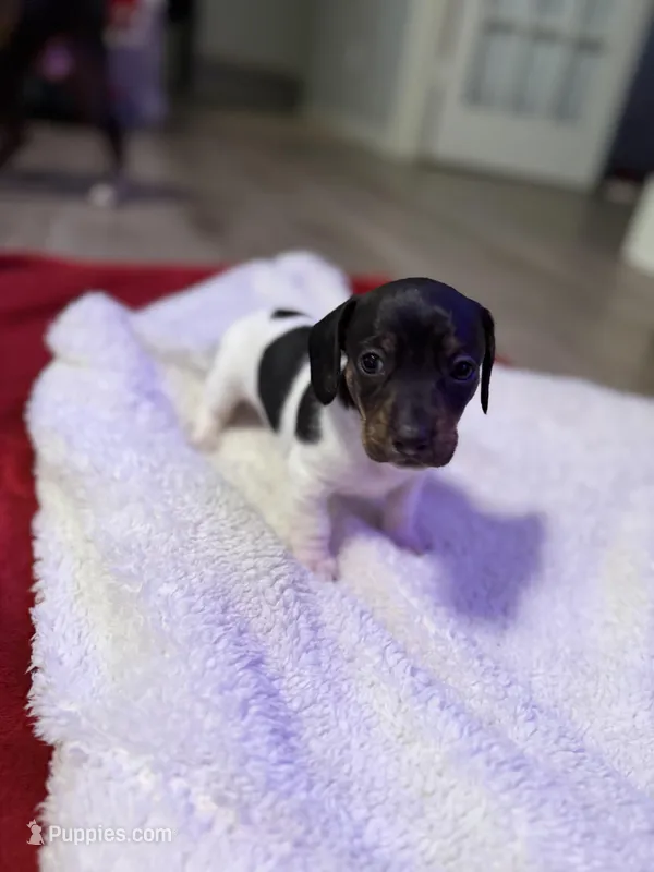 Halo – Dachshund puppy for sale in Hockley, TX