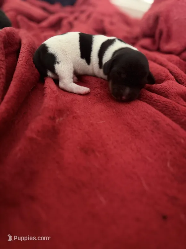 Halo – Dachshund puppy for sale in Hockley, TX