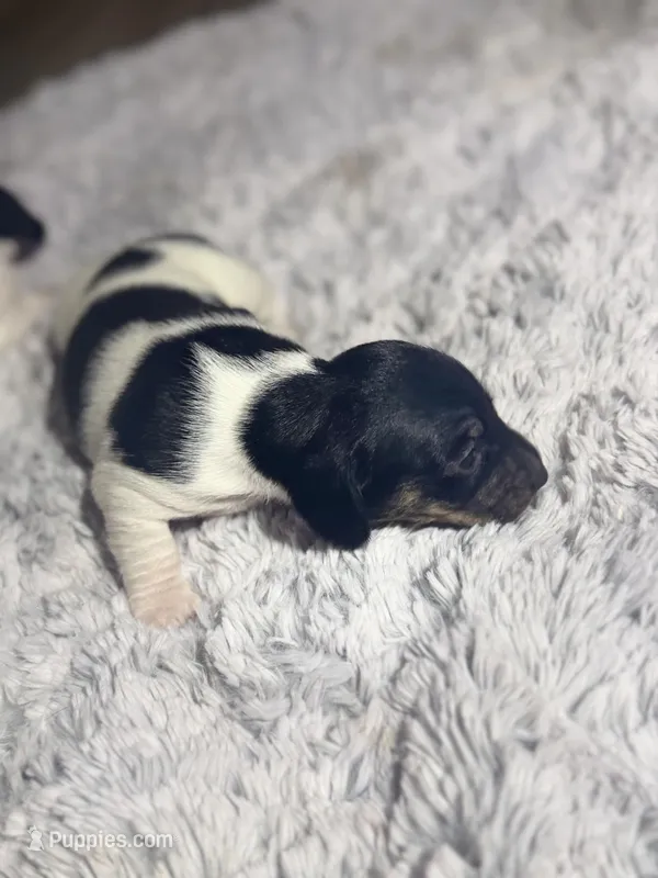 Halo – Dachshund puppy for sale in Hockley, TX